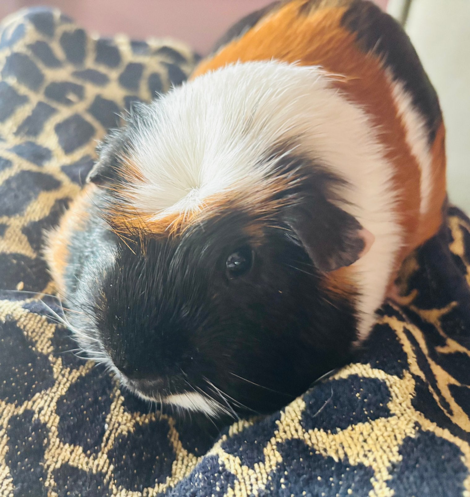Lief beertje (2 jaar) zoekt nieuw huis ivm overlijden maatje, Dieren en Toebehoren, Knaagdieren, Cavia, Mannelijk, Mei, Tam