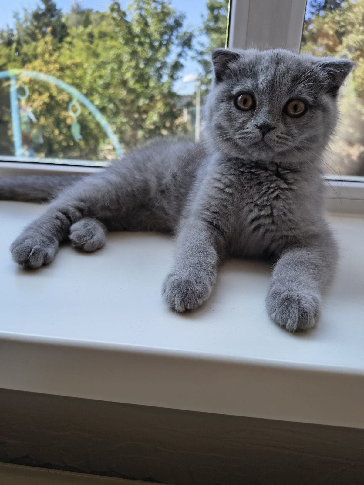 British korthaar, Dieren en Toebehoren, Katten en Kittens | Raskatten | Korthaar, Kater, 0 tot 2 jaar