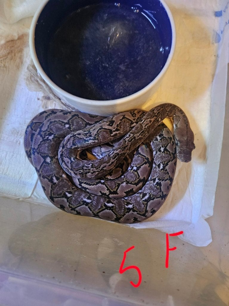 POUR  Snakeday  python reticulatus KAROMPA  super nain F1 Reticulated Python - male for sale from reptile900