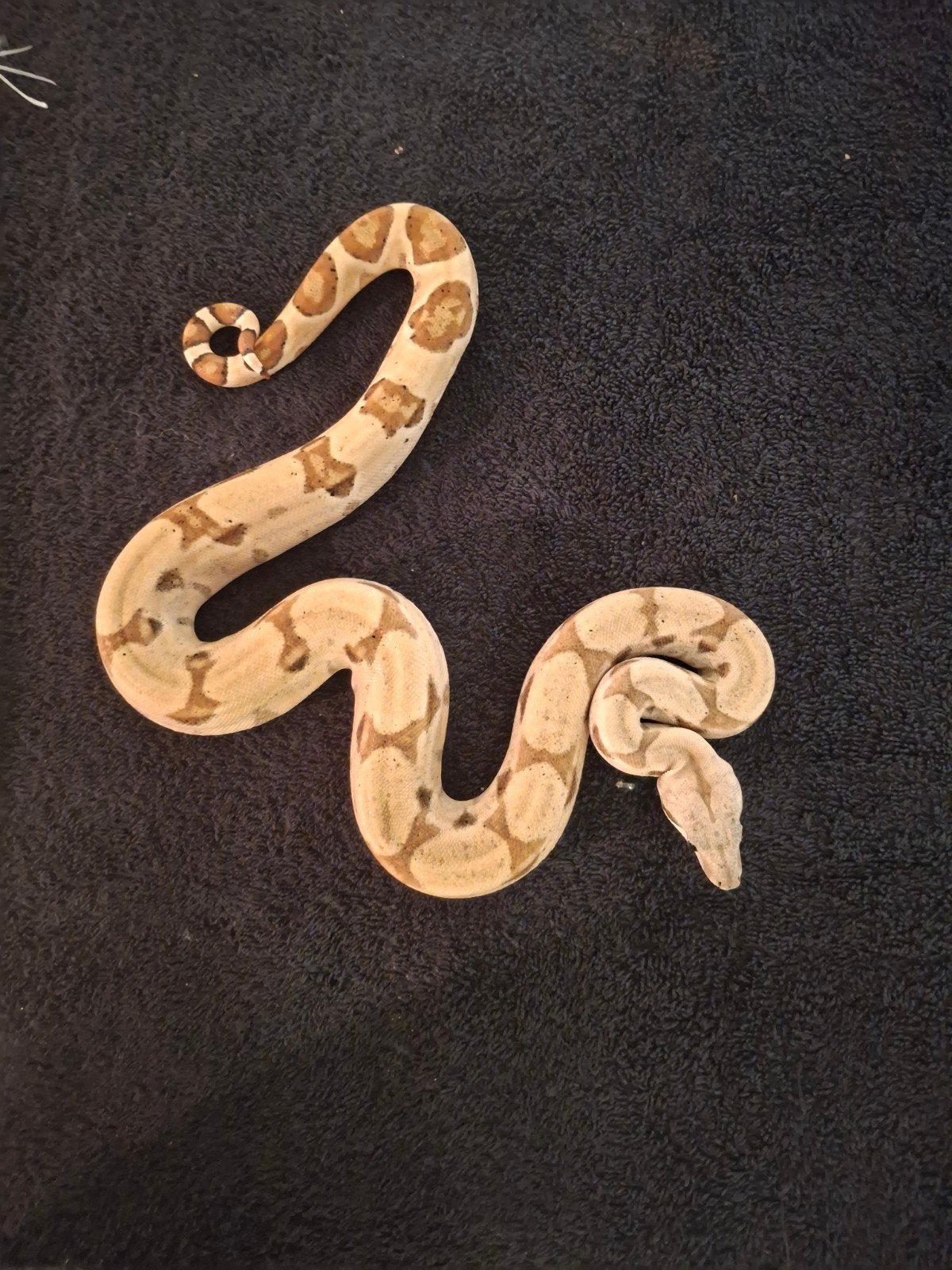 Boa Constrictor Imperator Boa Constrictor photo 9