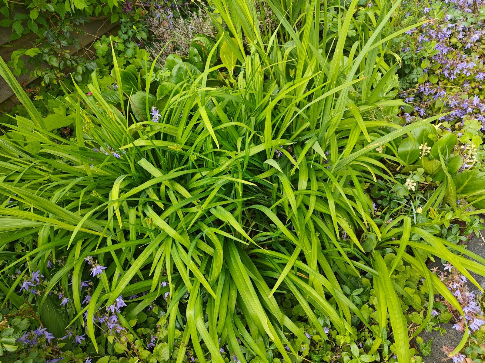 Daglelie Hemerocallis ‘Frans Hals’, Overige soorten, Volle zon, Vaste plant, Ophalen of Verzenden