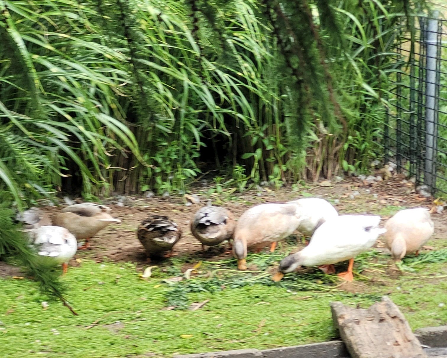 Te koop kwakers, Dieren en Toebehoren, Meerdere dieren, Eend