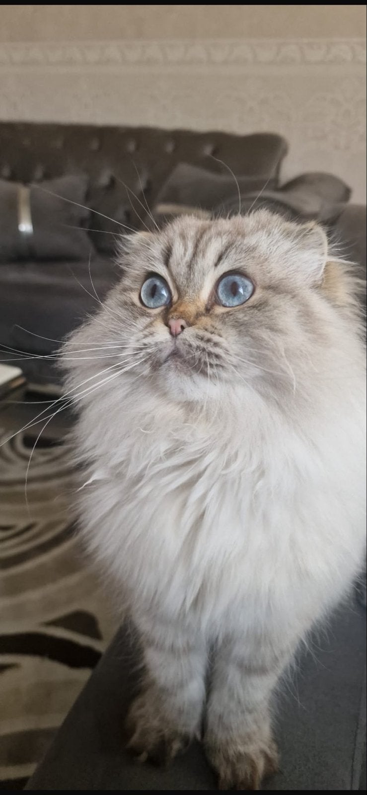 Kat te koop, Poes, Langharig, 0 tot 2 jaar