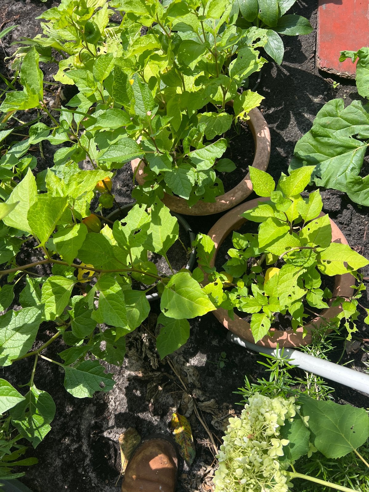 3 potten lampione plant, Tuin en Terras, Vaste plant, Halfschaduw, Zomer, Ophalen
