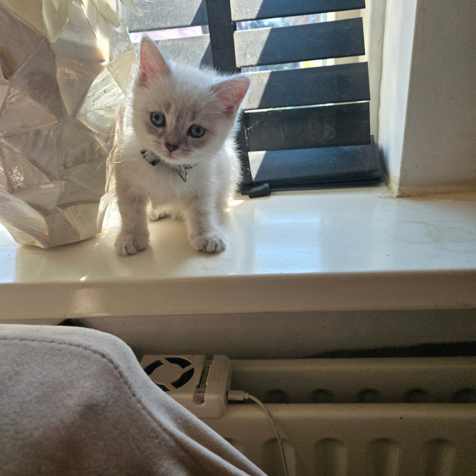 Met heel veel liefde: Silver Shaded Brits Korthaar poesje, Meerdere dieren, Gechipt, 0 tot 2 jaar