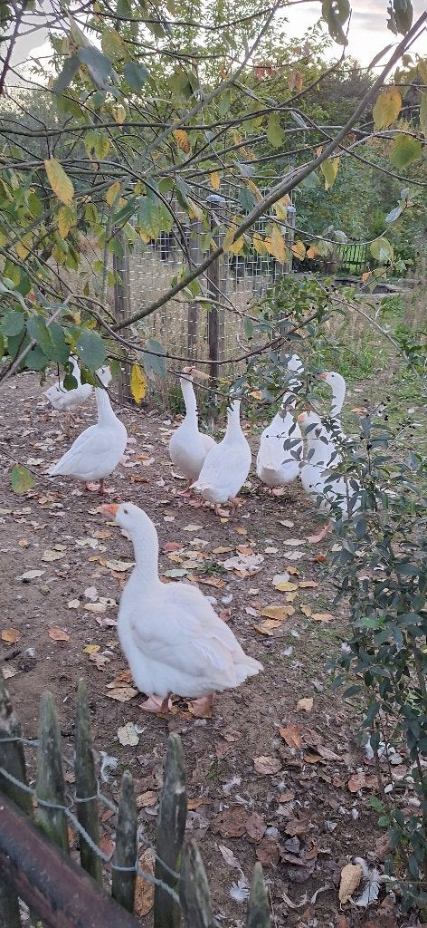 Te koop witte boerderij ganzen, Dieren en Toebehoren, Meerdere dieren, Gans of Zwaan
