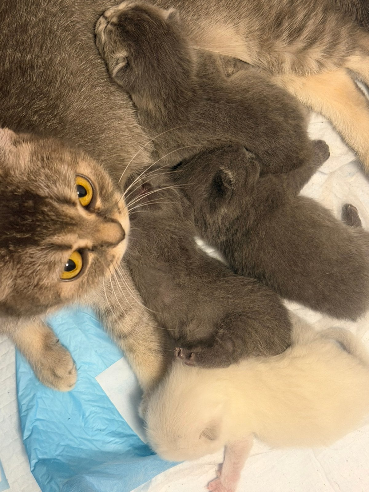 Lieve Britse Korthaar kittens – 1 katertje & 3 poesjes, Meerdere dieren, Ontwormd