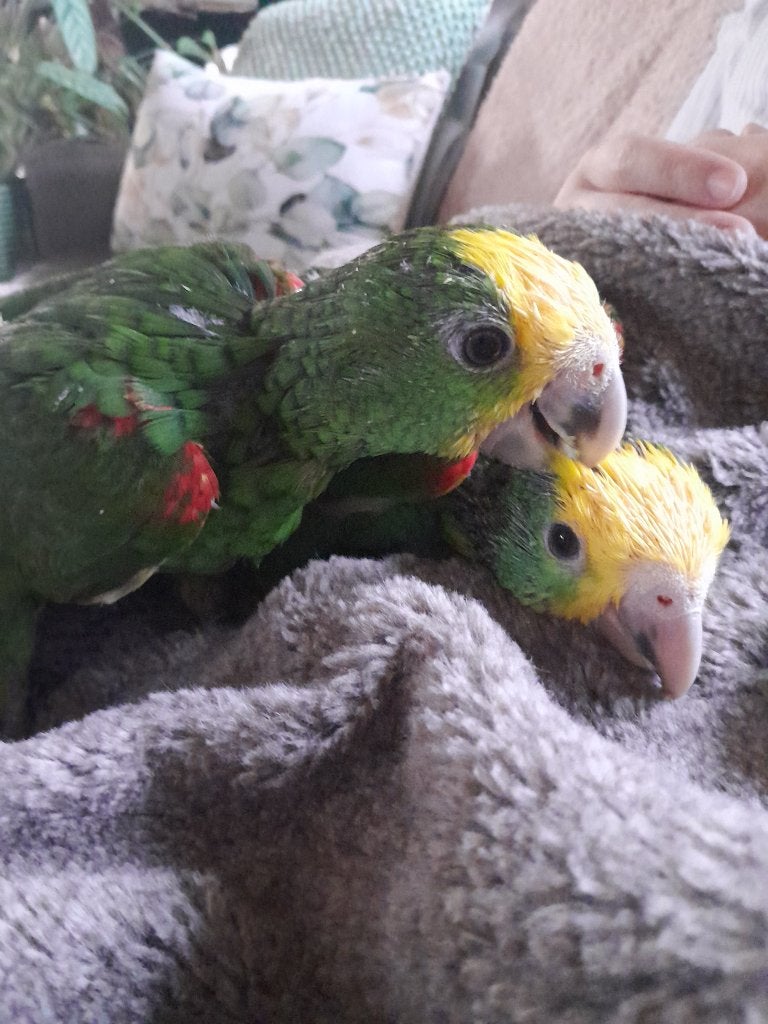 Handtamme dubbele geelkop amazone baby oratrix, Dieren en Toebehoren, Vrouwelijk, Papegaai, Pratend