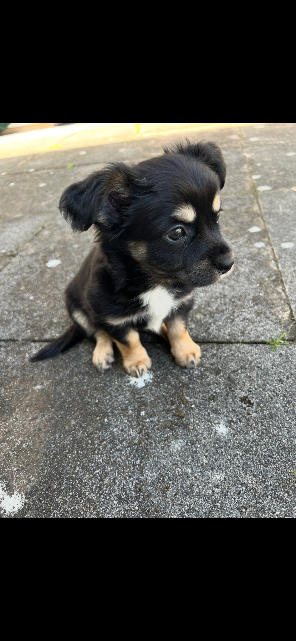 Chihuahua x Pinscher, Dieren en Toebehoren, Honden | Chihuahua's en Gezelschapshonden, Parvo, Reu, 8 tot 15 weken, Eén hond