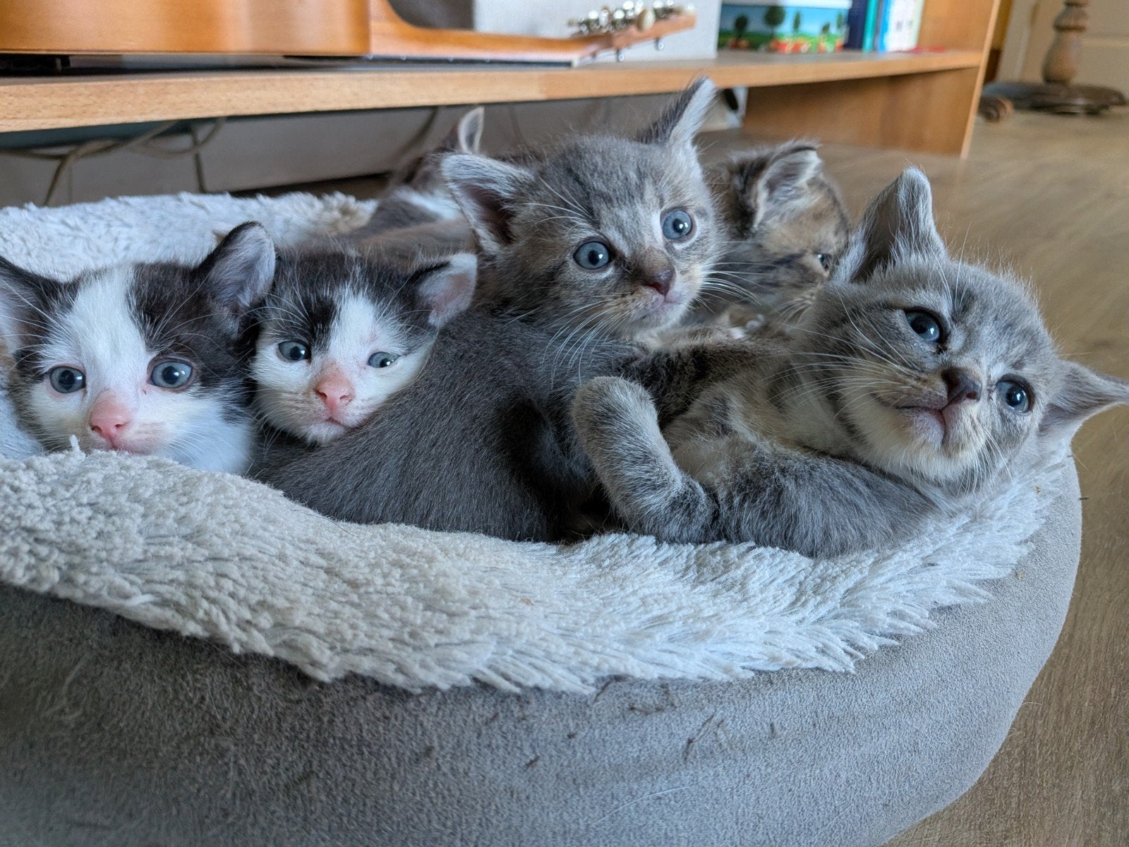 Kittens, Meerdere dieren