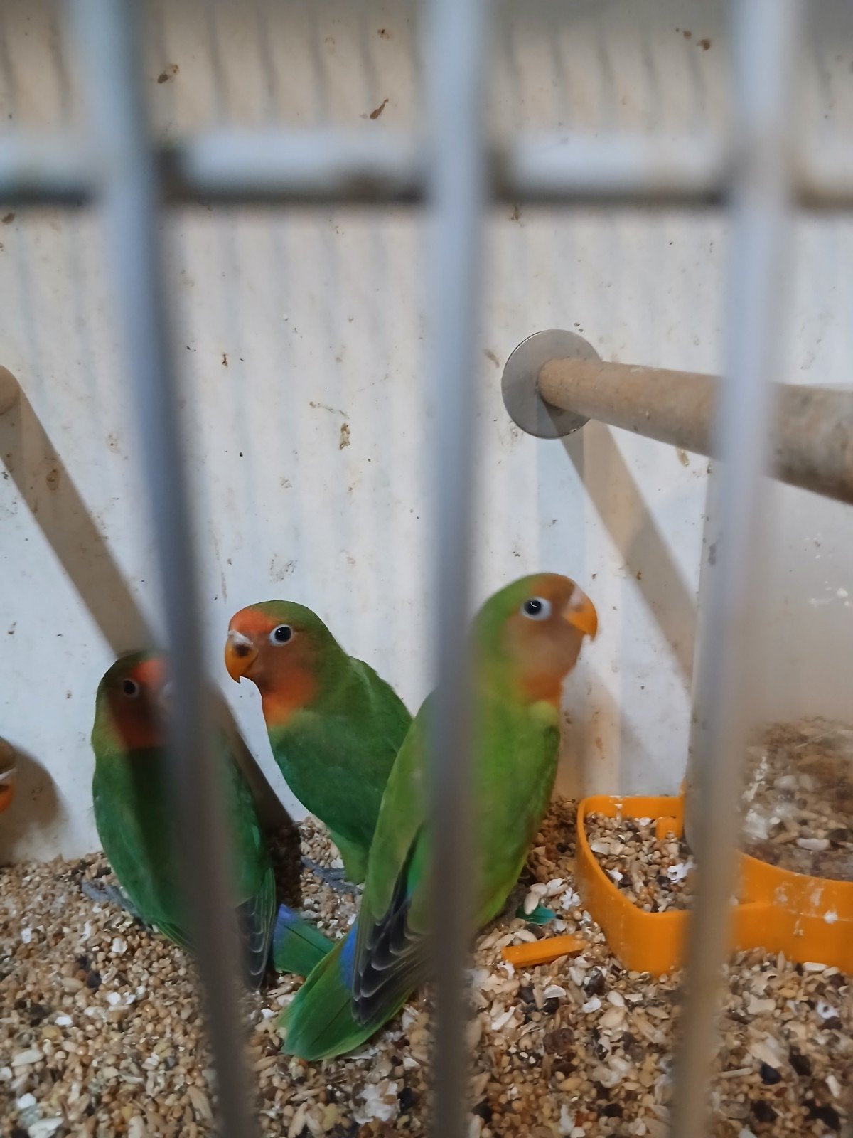 agropornis, Dieren en Toebehoren, Vogels | Parkieten en Papegaaien, Meerdere dieren, Dwergpapegaai of Agapornis, Tam