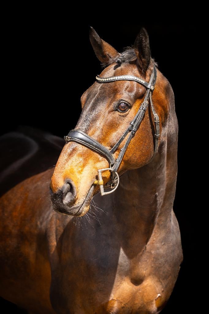 Top braaf paard – buitenritten, lessen & meer mogelijk, Dieren en Toebehoren, Paarden, Ruin, L, Met stamboom, 11 jaar of ouder