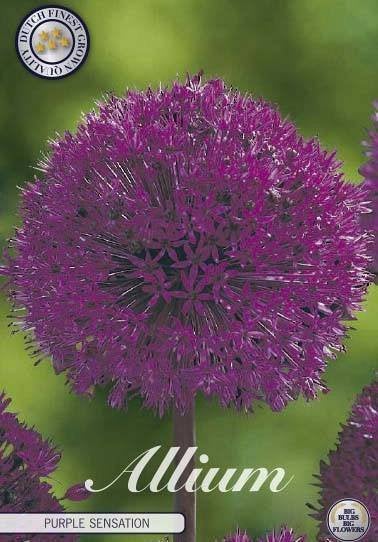 Allium 'Purple Sensation' bloembollen, Ophalen of Verzenden, Nieuw, Overige stijlen