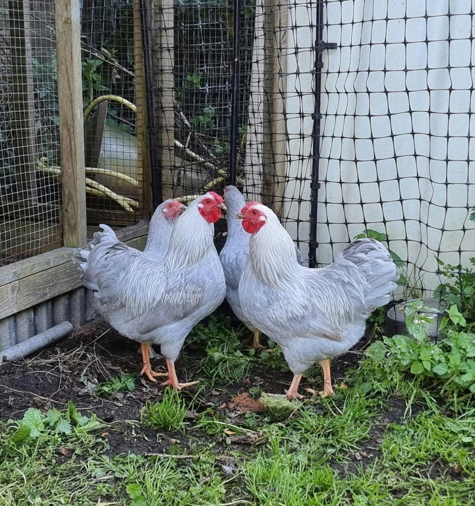 Wyandotte haan parelgrijs (kriel), Dieren en Toebehoren, Mannelijk, Kip