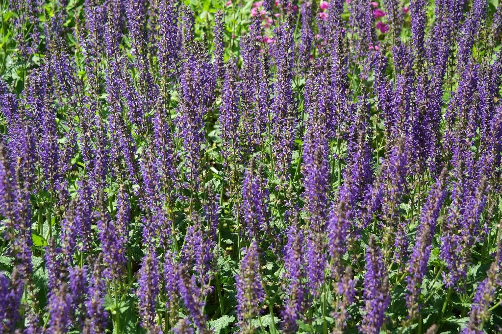 Salie – Salvia – diverse soorten & variëteiten, Overige soorten, Volle zon, Vaste plant, Ophalen of Verzenden