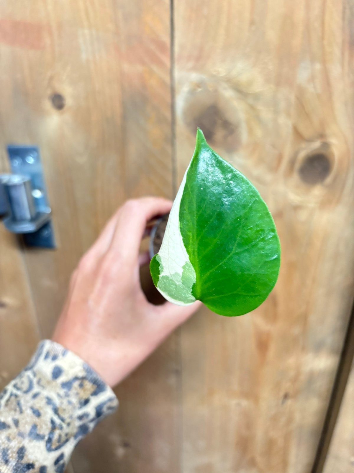 Monstera deliciosa variegata plant albo white wit large, Ophalen of Verzenden, Halfschaduw, Minder dan 100 cm