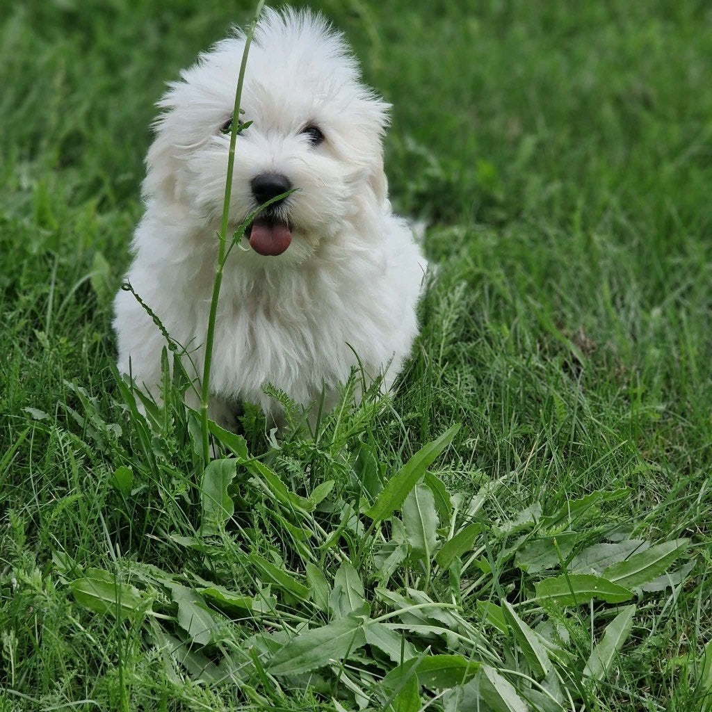 Coton de Tulear met stamboom, Particulier, Overige rassen, 8 tot 15 weken, Buitenland