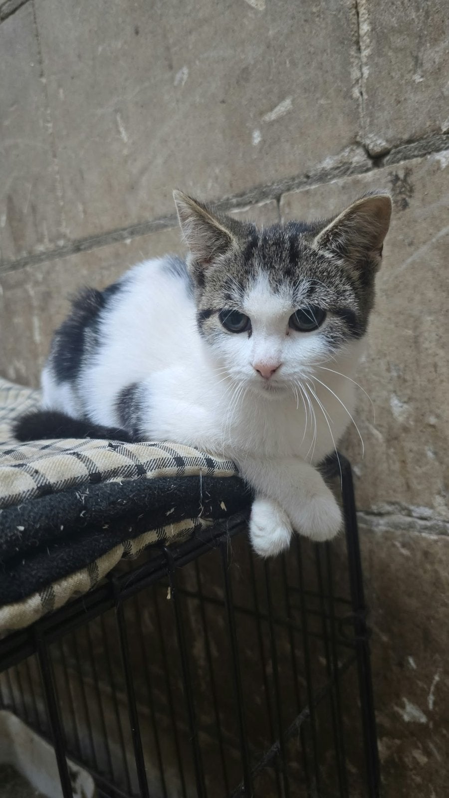 Lieve oudere kitten te koop, Poes