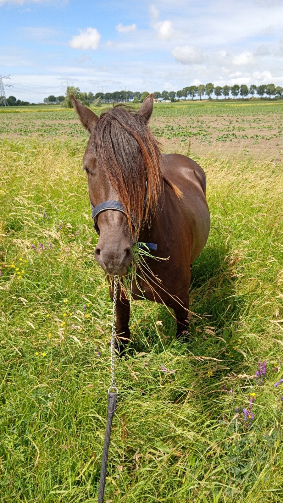 Gezocht voor Toffe lieve pony met pit...ervaren bijrijder., Dieren en Toebehoren, Ophalen of Verzenden, Nieuw
