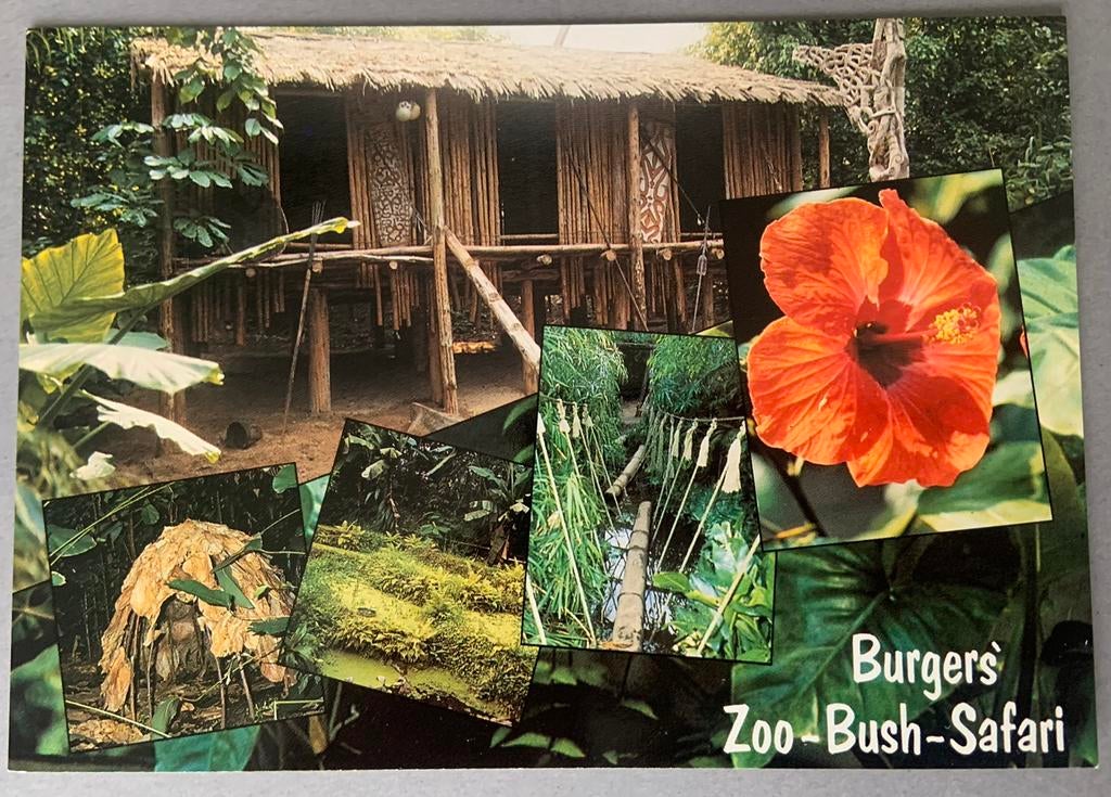Burgers ZOO - Bush - Safari, Arnhem, Ophalen of Verzenden, Ongelopen, Gelderland