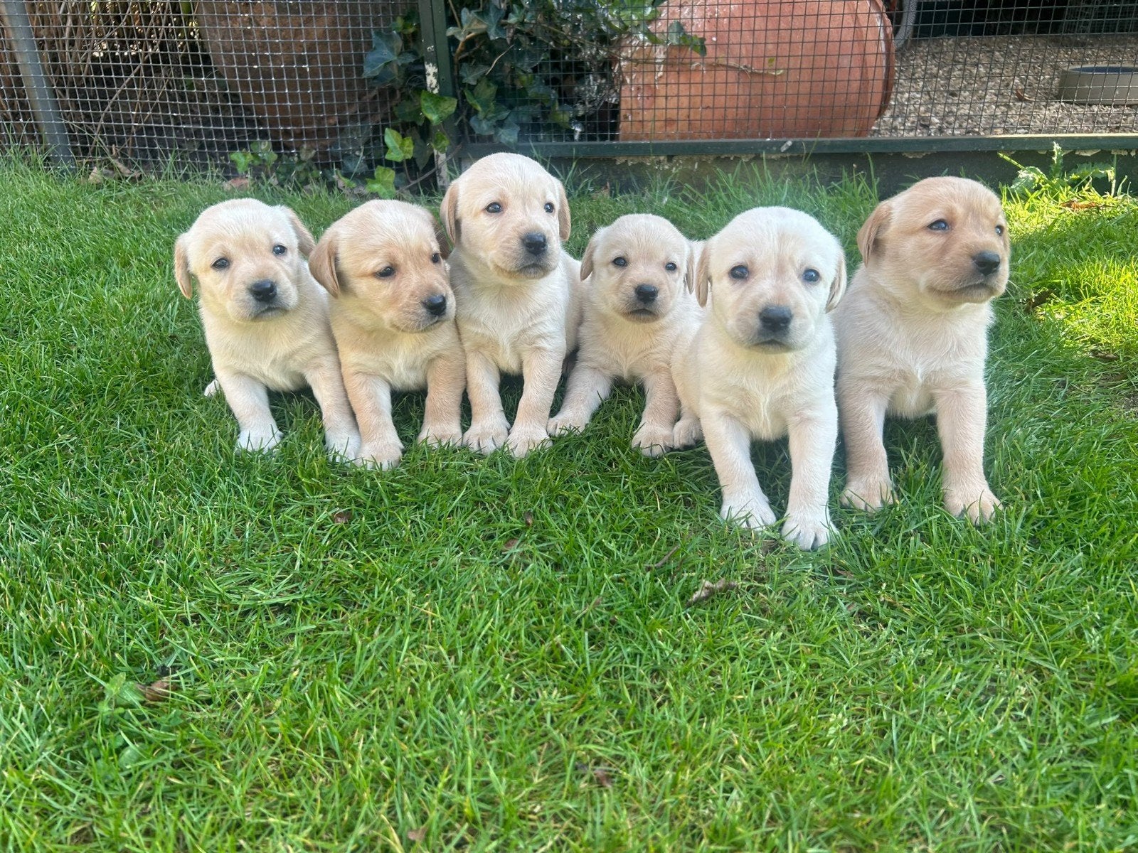 labrador pups reutjes raszuiver blond, CDV (hondenziekte), 8 tot 15 weken, Labrador retriever, Meerdere