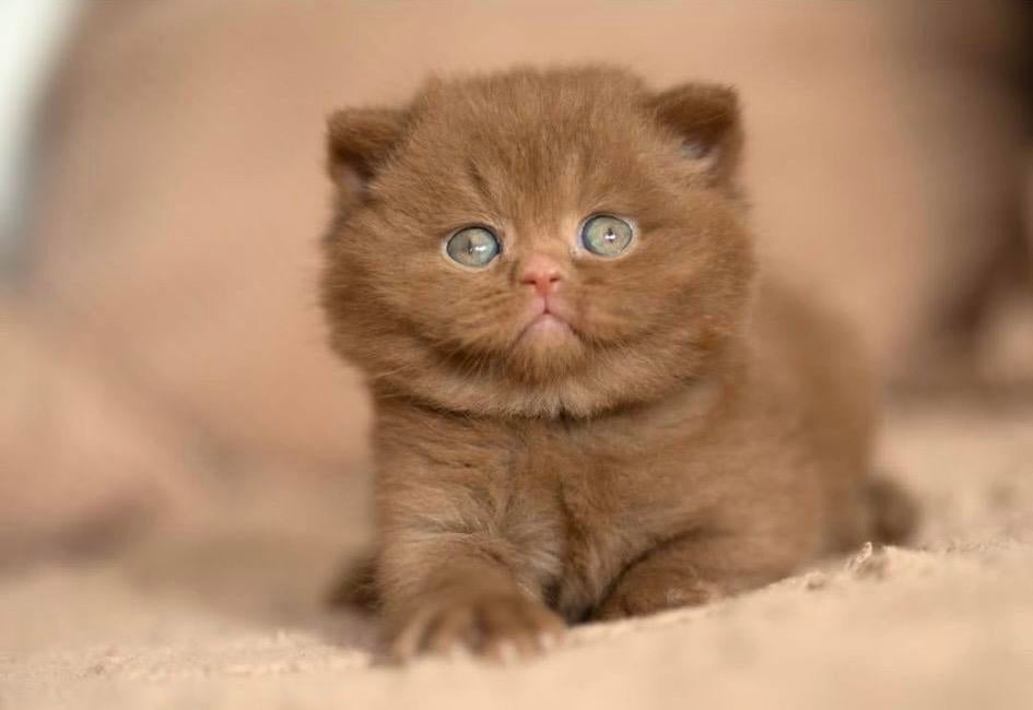 GEZOCHT! Britse korthaar Cinnamon Kitten Poesje, Poes