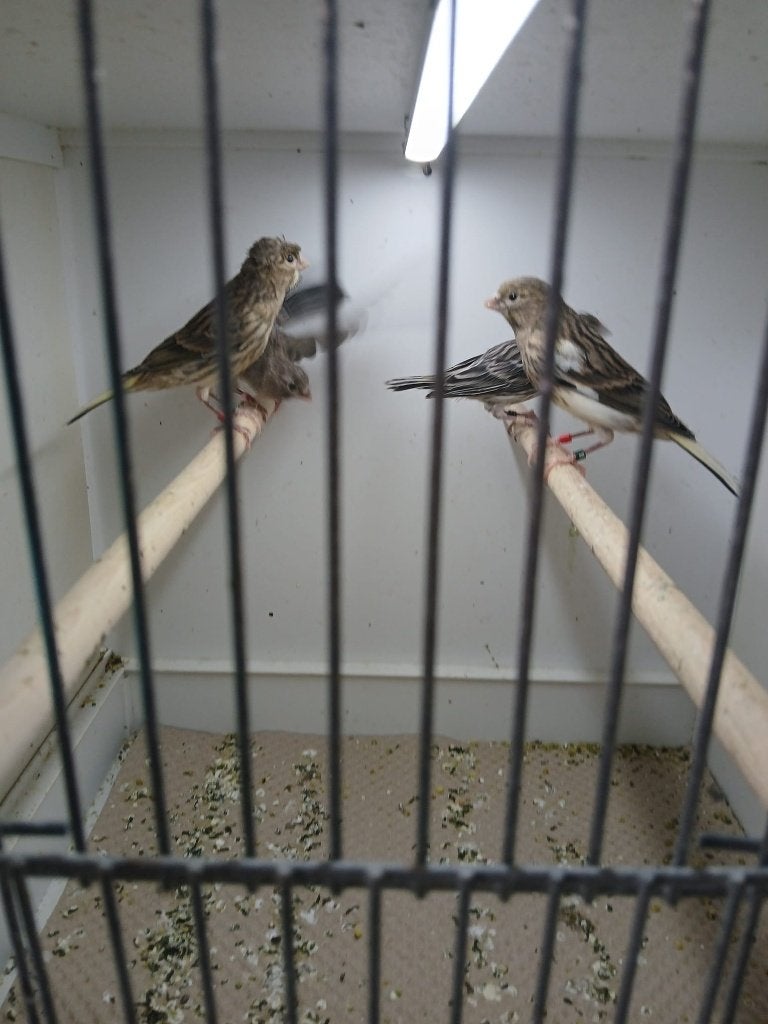 Jonge harlekijn kanaries, Dieren en Toebehoren, Vogels | Kanaries, Meerdere dieren, Kleurkanarie