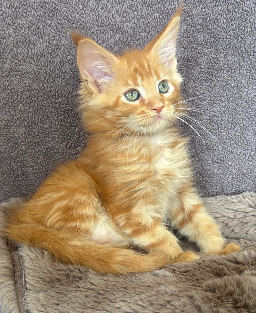 XXL Maine Coon Kittens Beschikbaar € 1450 met stamboom, Dieren en Toebehoren, Meerdere dieren, Met stamboom