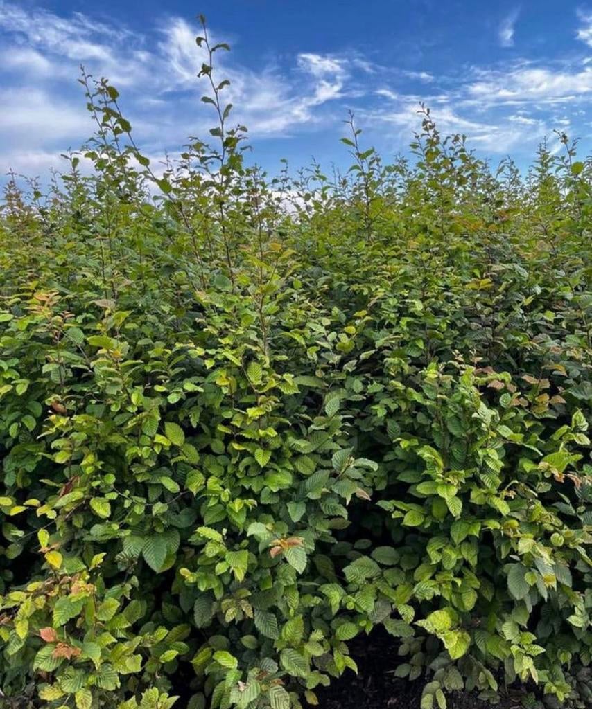 BUITENKANS 100 groene beuken 175/200, Tuin en Terras, Ophalen of Verzenden, Beukenhaag, 100 tot 250 cm