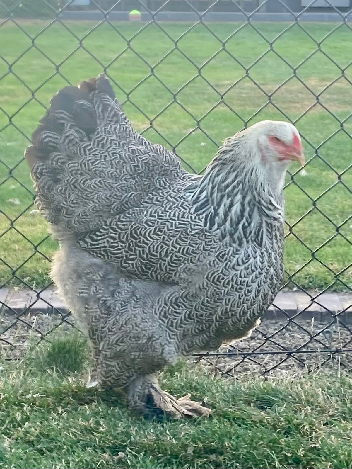 Brahma meerzomige zilver patrijs hennen, Dieren en Toebehoren, Vrouwelijk, Kip