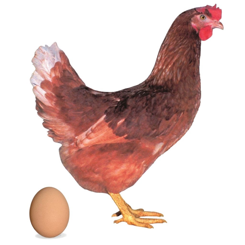 Legkippen Raskippen Krielkippen Sussex Isa Brown Wyandotte, Dieren en Toebehoren, Pluimvee, Vrouwelijk, Kip
