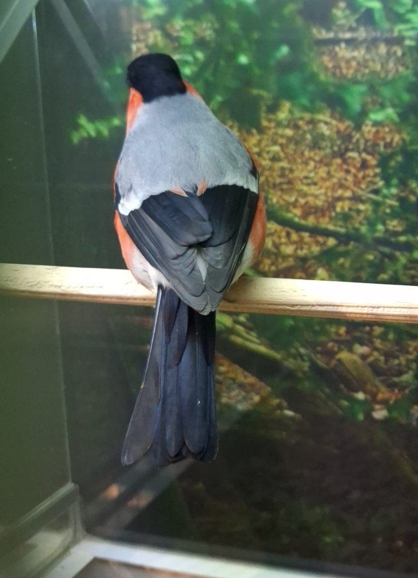 Noorse goudvink man 2024., Mannelijk, Wildzangvogel
