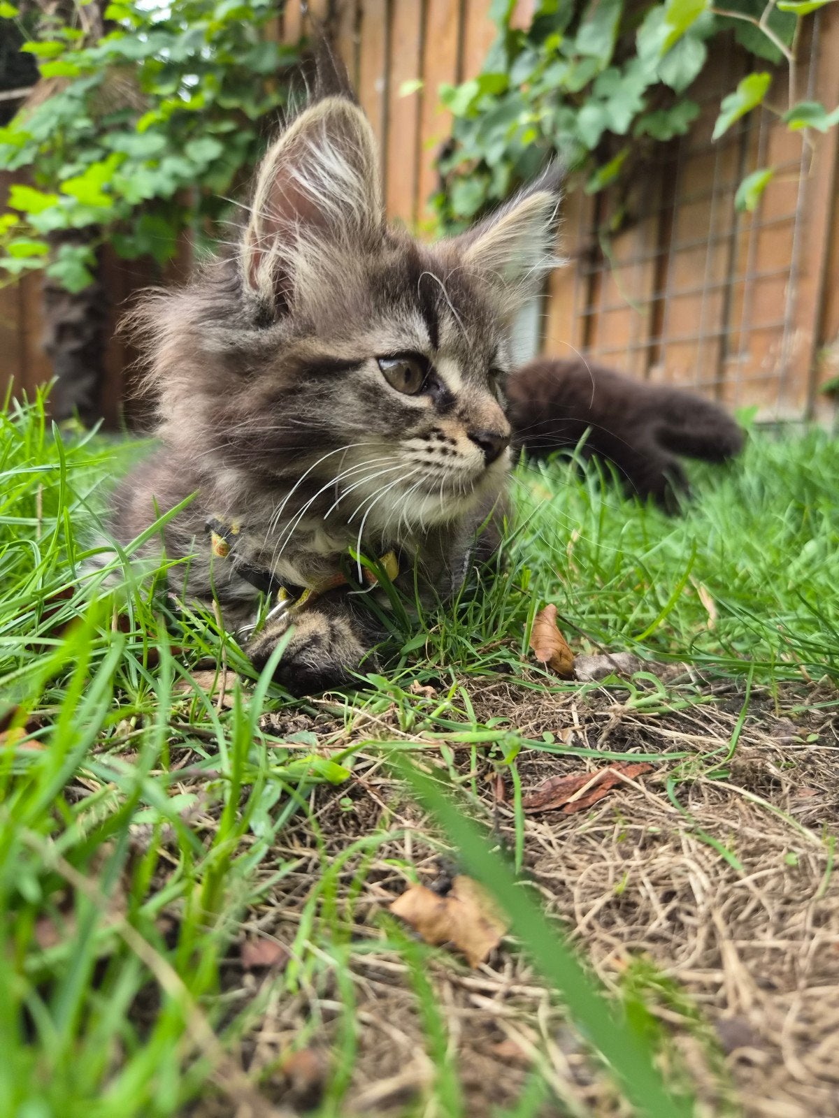 maine coon kittens, Dieren en Toebehoren, Katten en Kittens | Overige Katten, Meerdere dieren, Langharig, 0 tot 2 jaar