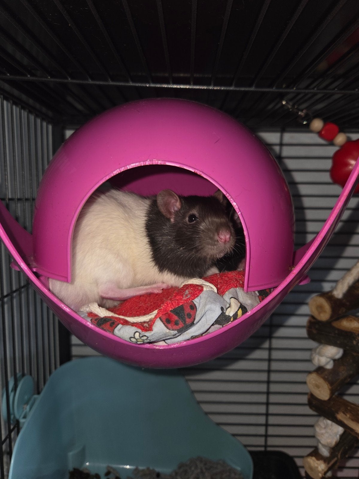 2 of 4 lieve tamme mannetjes ratten, Dieren en Toebehoren, Rat, April, Mannelijk, Tam