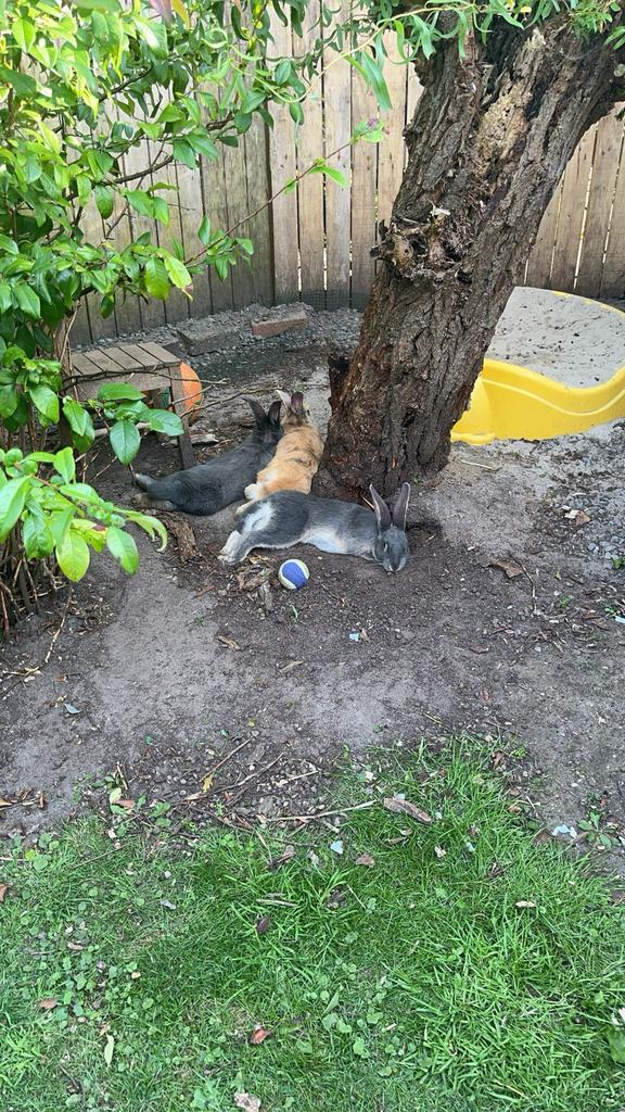 2 lieve grijze konijnen te koop, Dieren en Toebehoren, Meerdere dieren, Eend