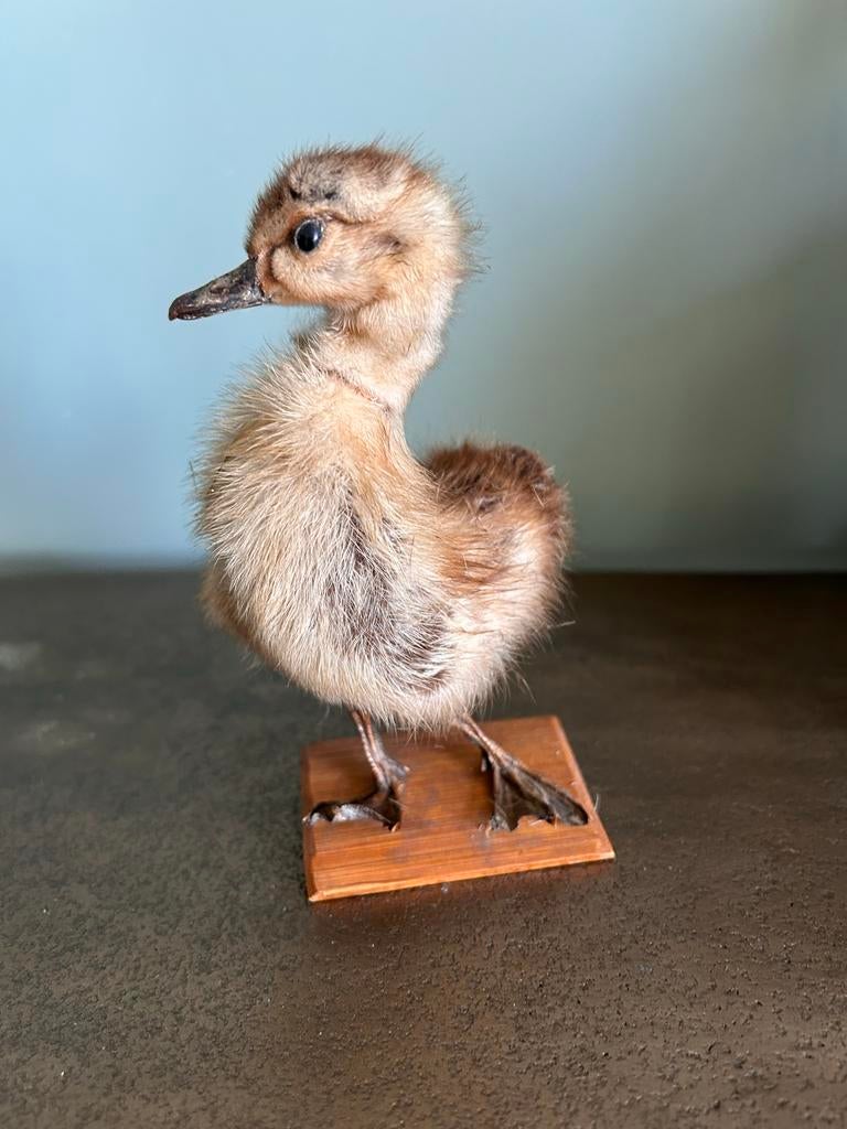 Opgezet kuikentje op houten voet, Verzamelen, Dierenverzamelingen, Ophalen of Verzenden, Gebruikt, Vogel, Opgezet dier