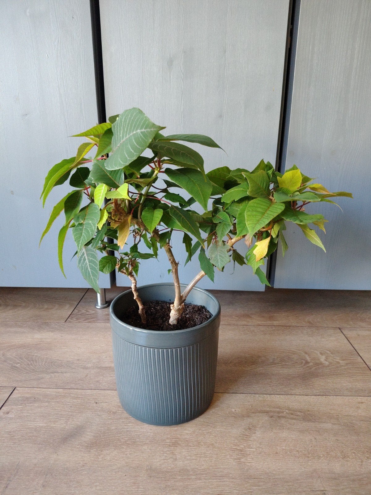 Grote Kerstster (Euphorbia pulcherrima) in boomvorm, Overige soorten, Ophalen of Verzenden, In pot, Minder dan 100 cm