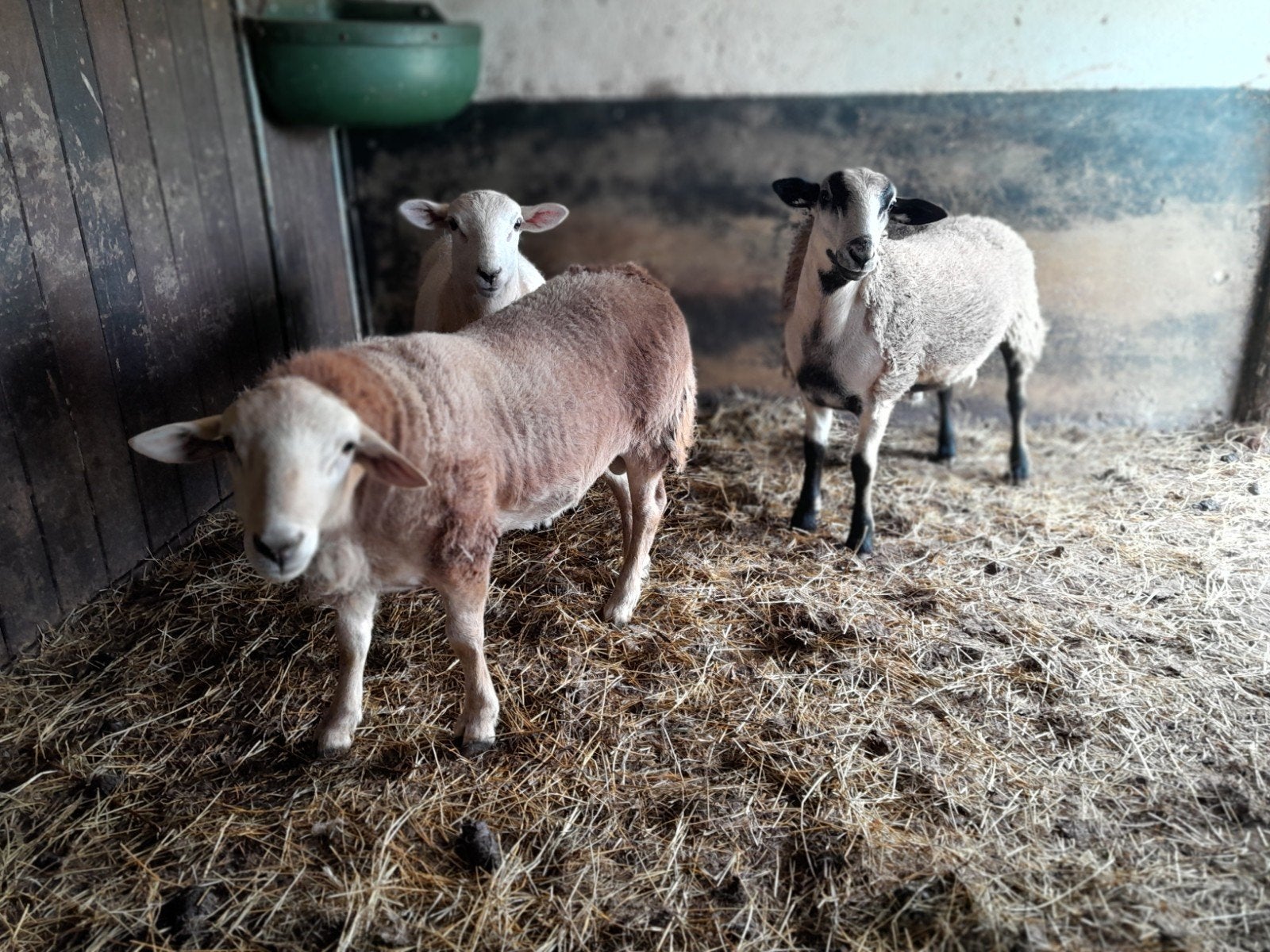 Slacht rammen, Dieren en Toebehoren