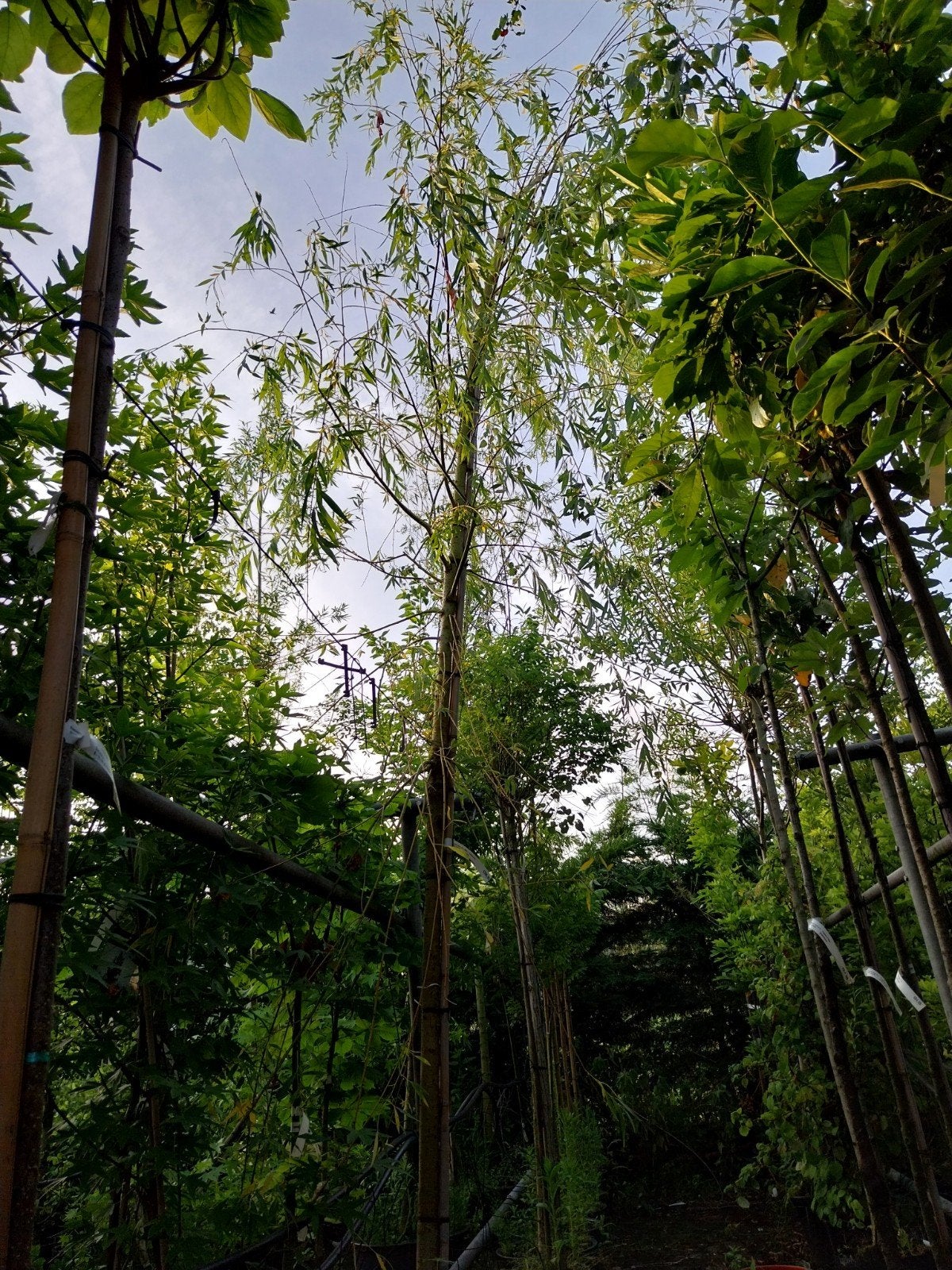 Salix Chrysocoma - Treurwilg, Treurboom, Lente, 400 cm of meer, Ophalen