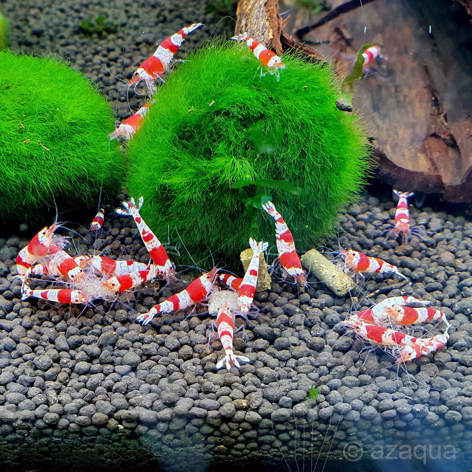 Crystal Red PRL high grade garnalen wit rood, Kreeft, Krab of Garnaal