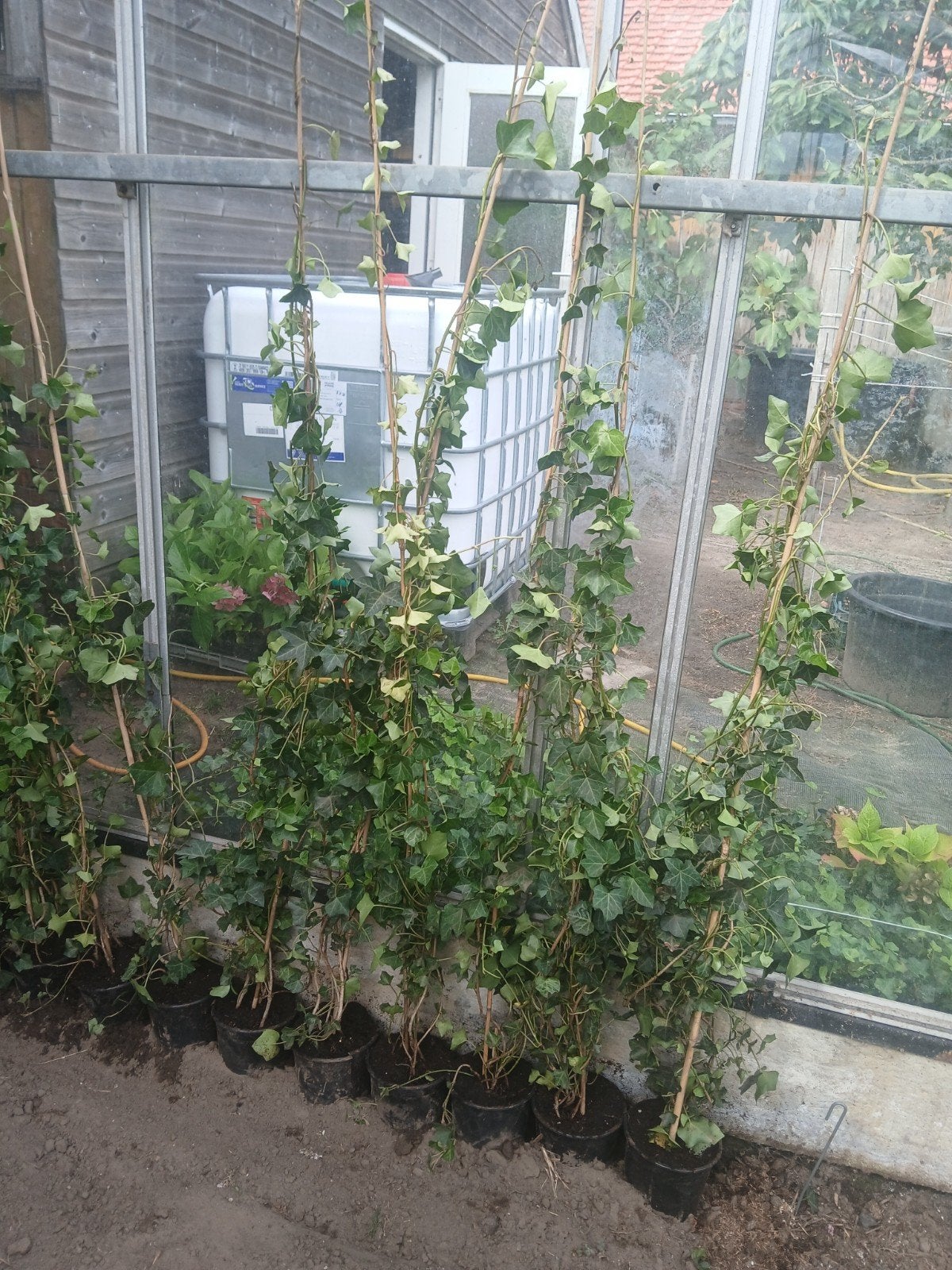 hedera, Ophalen, Vaste plant, Bloeit niet, Halfschaduw