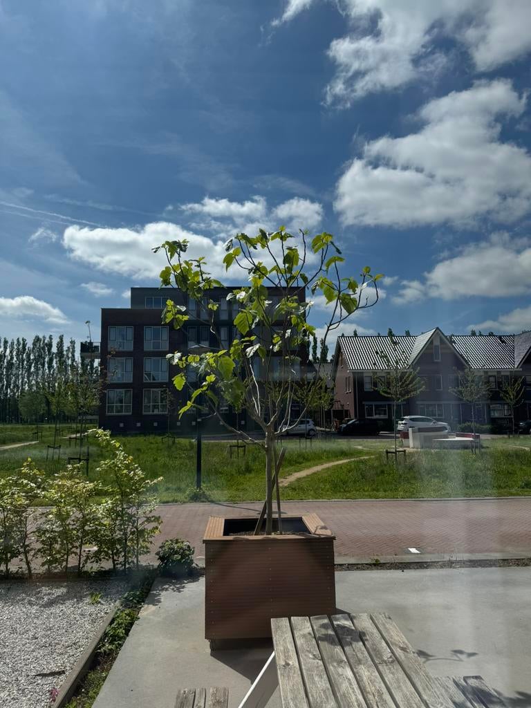 Grote plantenbak met gratis vijgenboom van intratuin 1m-1m, Bloeit niet, Overige soorten, 100 tot 250 cm, Ophalen