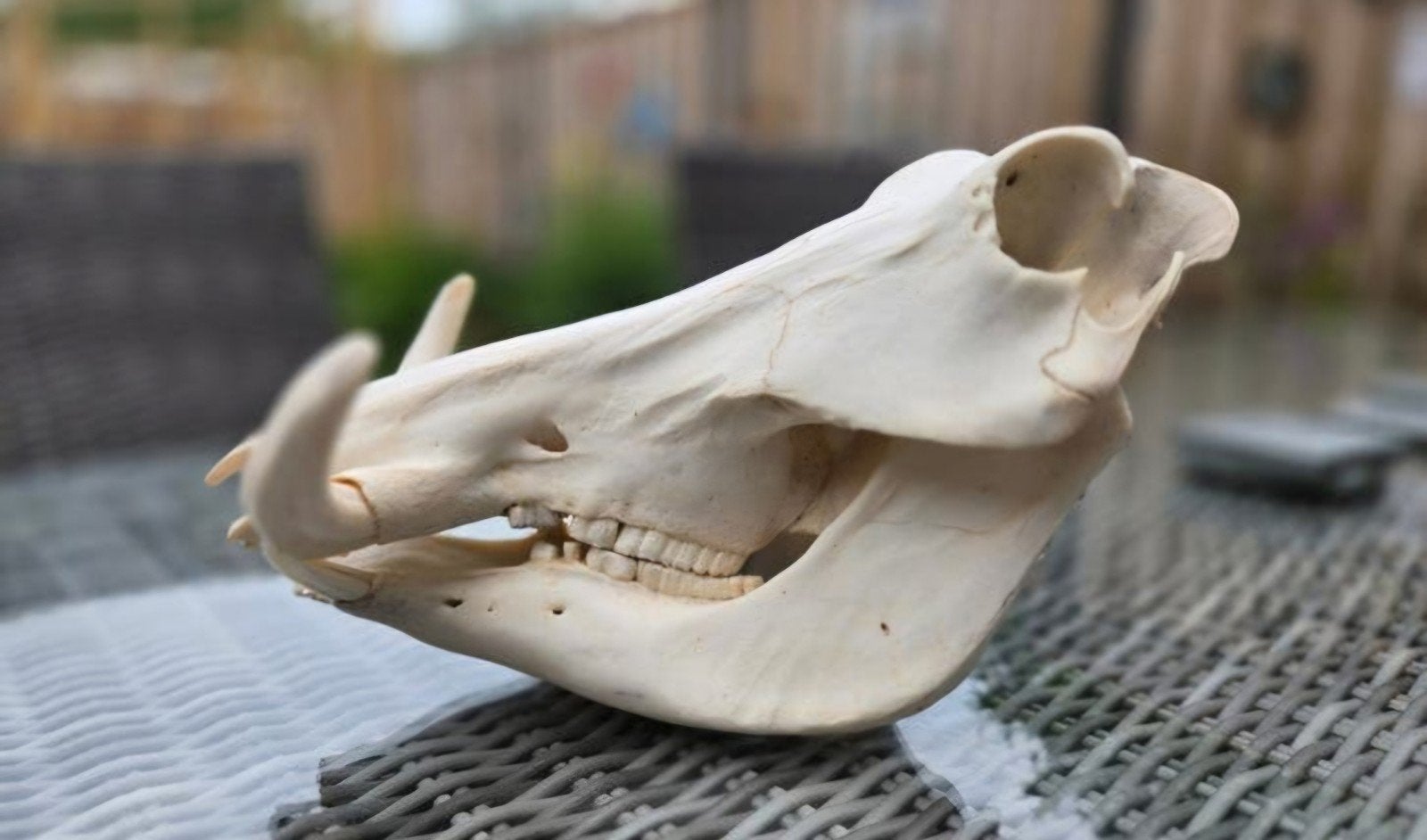 Schedel Afrikaans Wrattenzwijn Warhog skull Taxidermie., Ophalen of Verzenden, Wild dier, Schedel