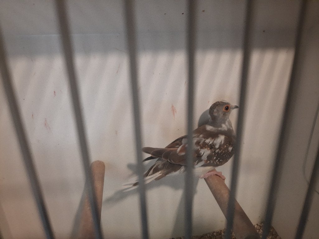 JONGE  BONTE  DIAMANTDUIF, Dieren en Toebehoren, Vogels | Overige Vogels, Geslacht onbekend
