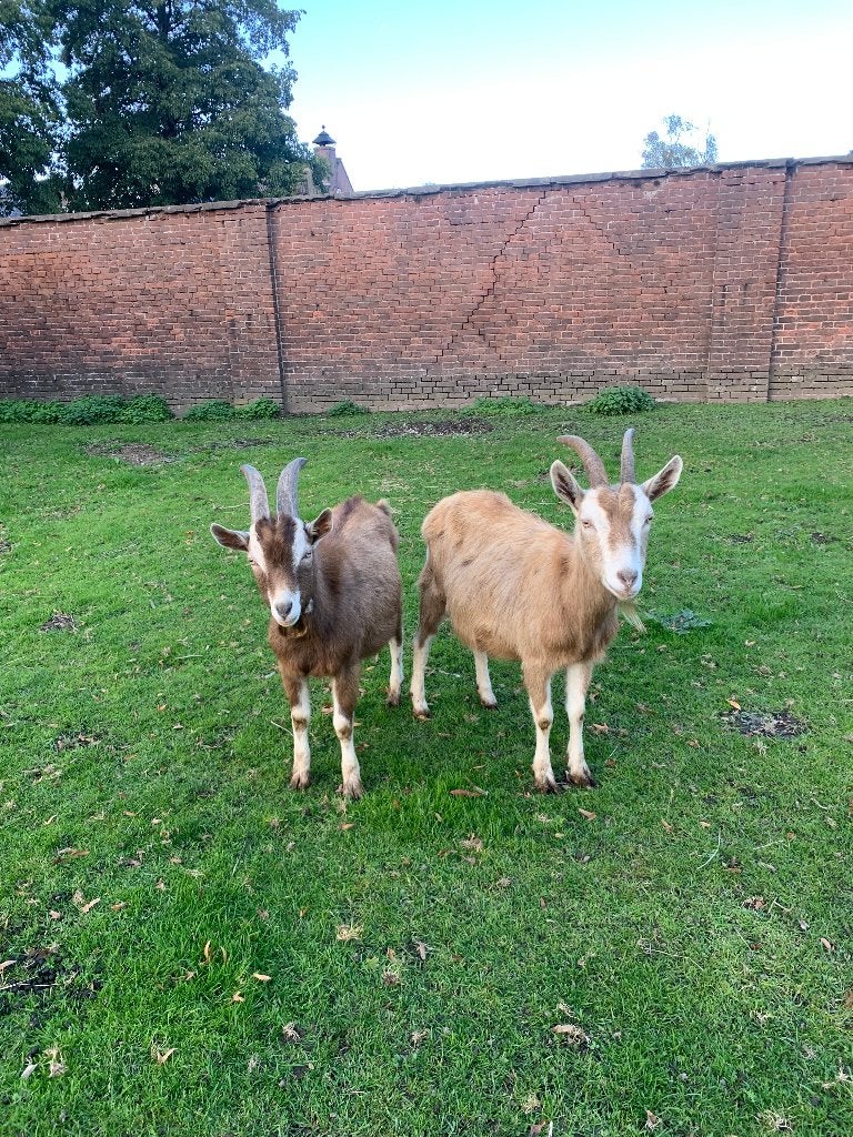 • Prachtig koppel Toggenburger geiten – Moeder & Zoon, Meerdere dieren, Geit, 0 tot 2 jaar