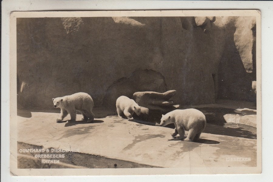 Rhenen, Ouwehand's Dierenpark - IJsberen, Verzamelen, Ophalen of Verzenden, 1920 tot 1940, Gelopen, Utrecht