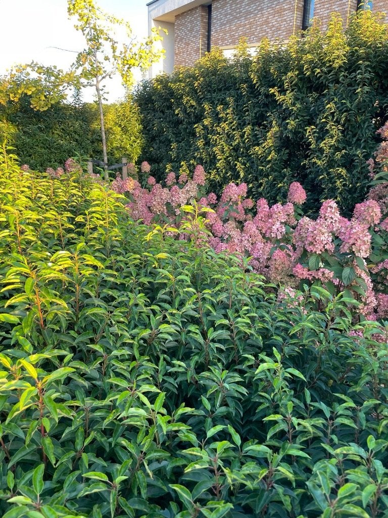 Witte Hortensia's planten, Vaste plant, Halfschaduw, Zomer, Ophalen