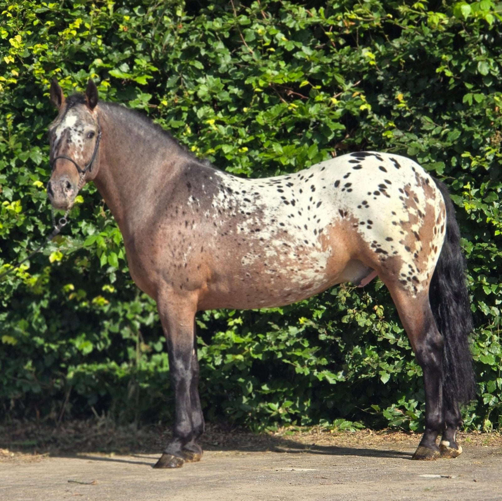Apparte verschijning, Dieren en Toebehoren, Pony's, Ruin, Onbeleerd, E pony (1.48m - 1.57m), Recreatiepony, 0 tot 2 jaar, Gechipt