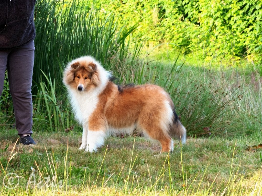 COLLIE Schotse pup FCI, Parvo, Fokker | Hobbymatig, Reu, 8 tot 15 weken