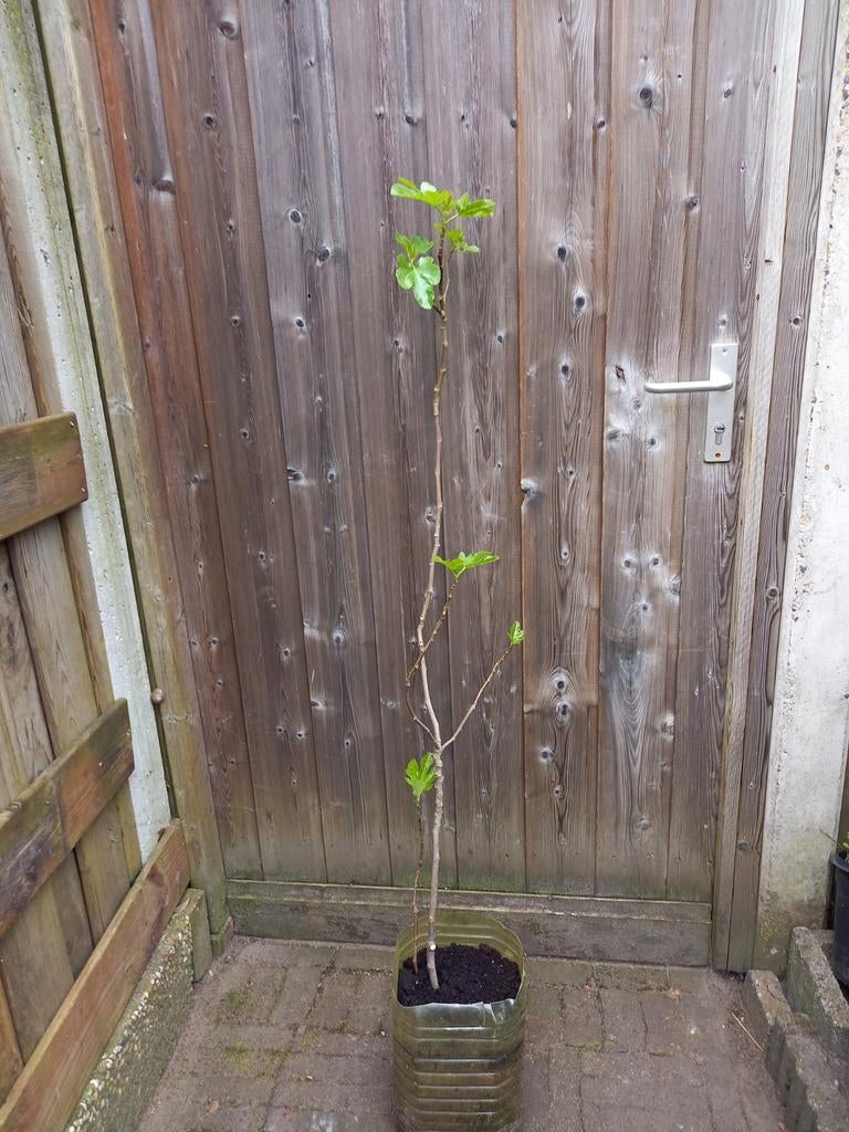 Jonge Vijgenboom - Ficus Carica, Ophalen of Verzenden